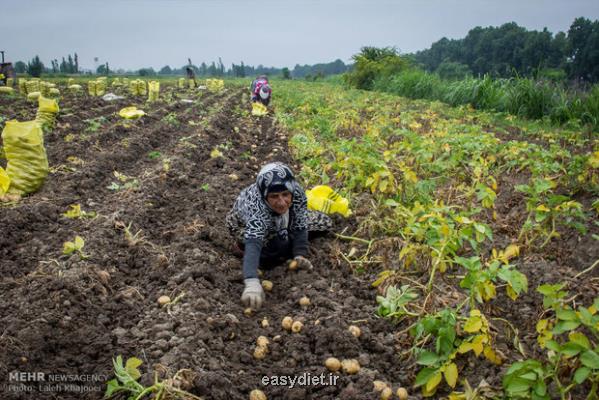 کاهش مصرف سموم کشاورزی با رهیابی محصول از مزارع